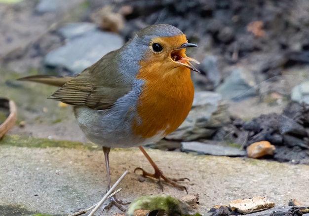 Gratis foto close-up shot van een europese robin-vogel die op een rots neerstrijkt