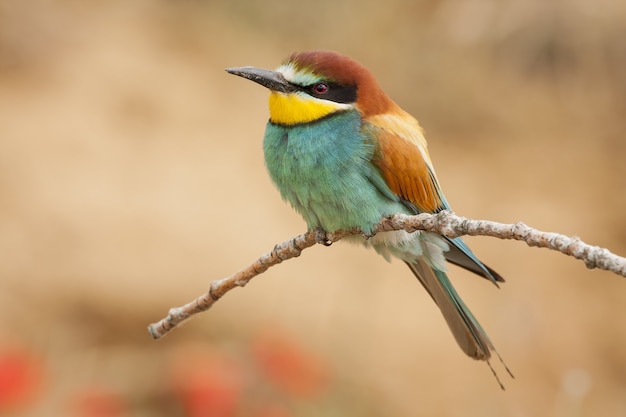 Gratis foto close-up shot van een exotische kleurrijke bijeneter zittend op de kleine tak van een boom