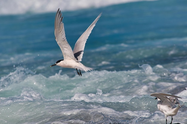 Gratis foto close-up shot van een mooie witte vogel die over de oceaan vliegt