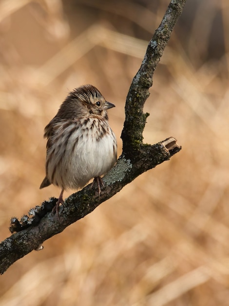 Gratis foto close-up shot van oostelijke phoebe