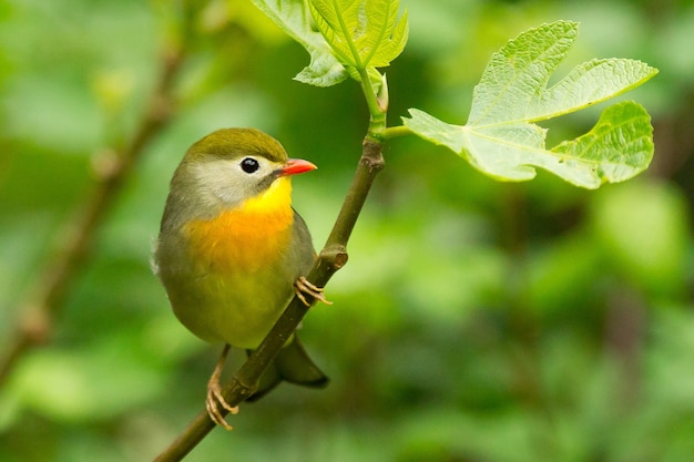 Gratis foto close-up van een schattige kleine red-billed leiothrix zat op een boomtak in een veld onder het zonlicht