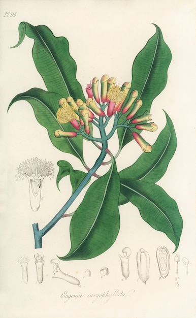 Gratis Foto cloves (eugenia caryophyllata) illustratie van medical botany (1836)