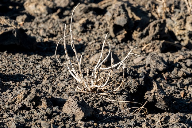 Gratis foto dichte mening droge installatie op zwarte grond