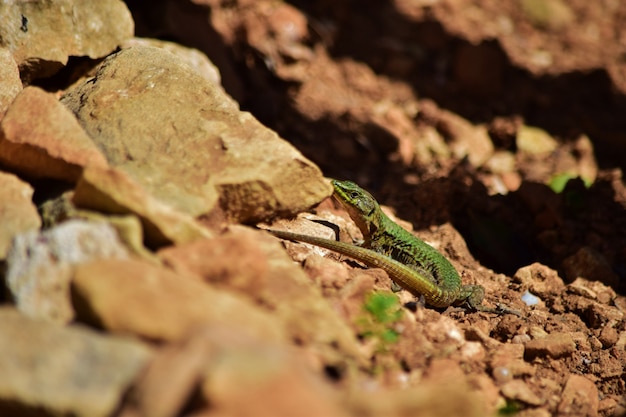 Gratis foto groene mannelijke maltese muurhagedis, podarcis filfolensis maltensis, die zijn nest bewaakt.