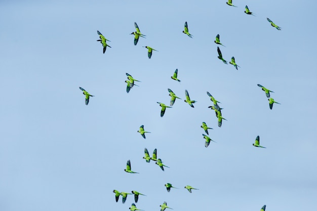 Gratis foto lage hoekmening van een zwerm vogels die overdag in de blauwe hemel vliegen