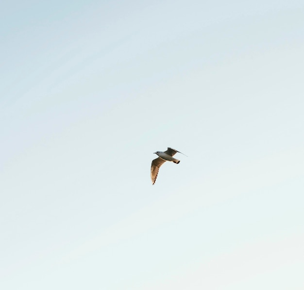 Gratis foto lage hoekvogel in de lucht