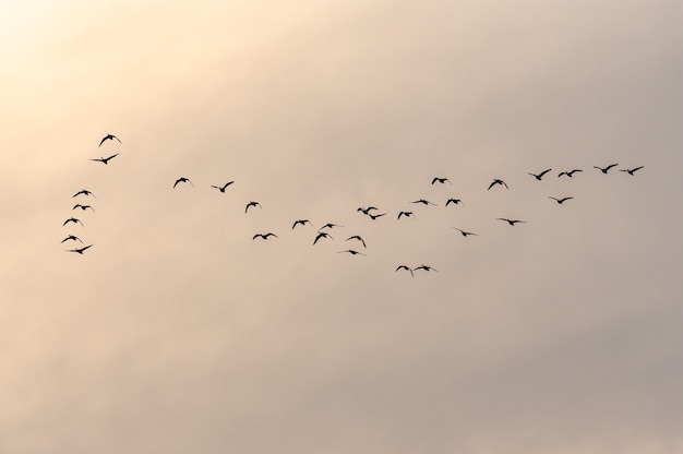 Gratis foto mening van een zwerm vogels die tijdens zonsondergang in een mooie hemel vliegen