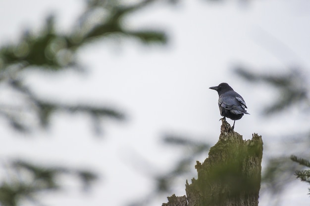 Gratis foto merel zittend op de gekapte boom overdag