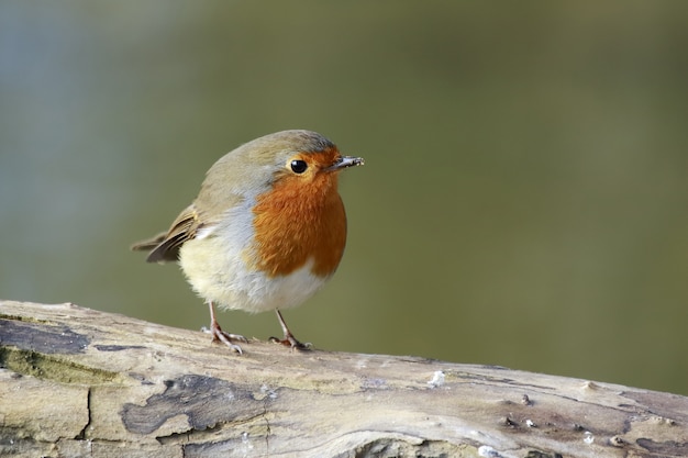 Gratis foto mooi shot van een europese robin-vogel zat op een tak in het bos