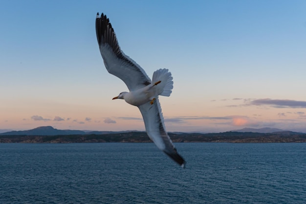 Gratis foto mooie foto van de zee golven vogel vliegen