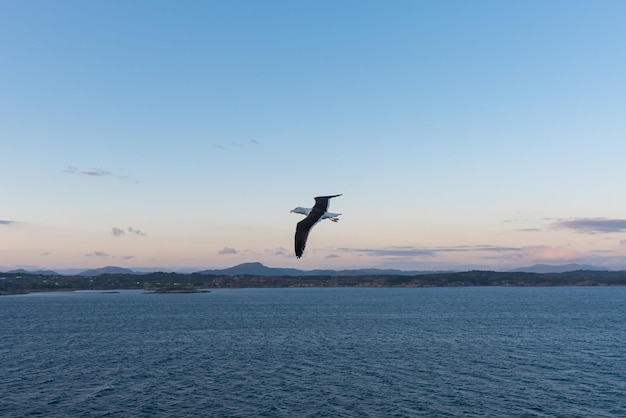 Gratis foto mooie foto van de zee golven vogel vliegen