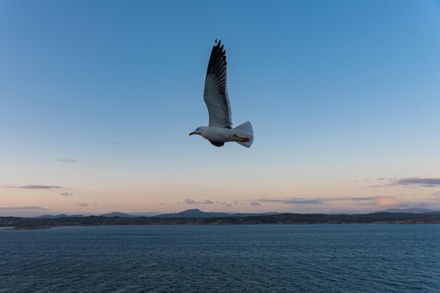 Gratis foto mooie foto van de zee golven vogel vliegen