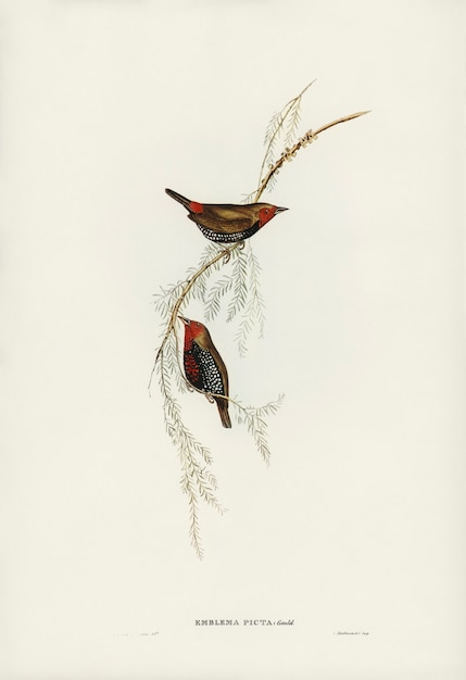 Painted Finch (Emblema picta) geïllustreerd door Elizabeth Gould