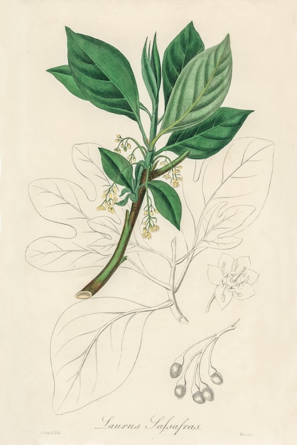 Gratis Foto sassafras (laurus sassafras) illustratie van medical botany (1836)