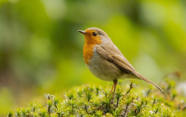 Gratis foto schattig roodborstje bij daglicht