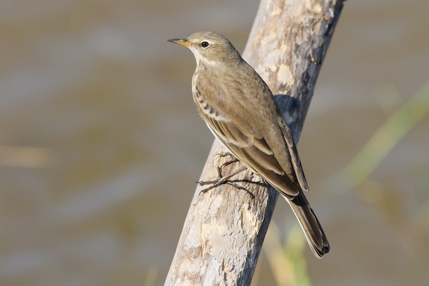 Gratis foto selectieve focusopname van anthus spinoletta of waterpieper op een houten tak