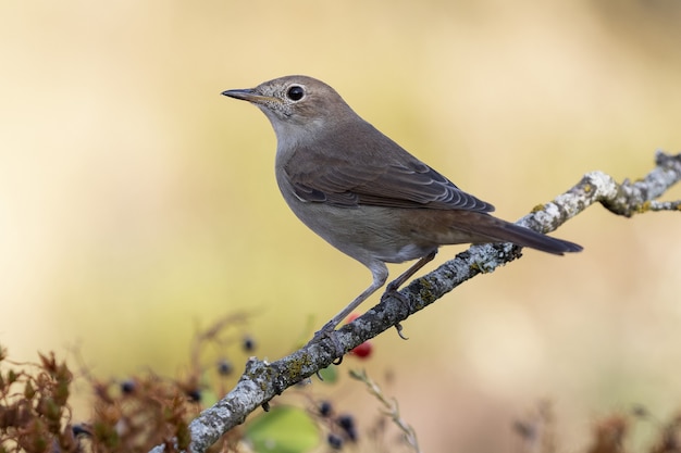 Gratis foto selectieve focusopname van een exotische kleine mus die op de dunne tak van een boom zit