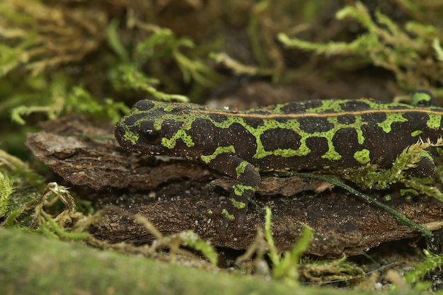 Gratis foto selectieve focusopname van een goed gecamoufleerde terrestrische juveniele marmersalamander