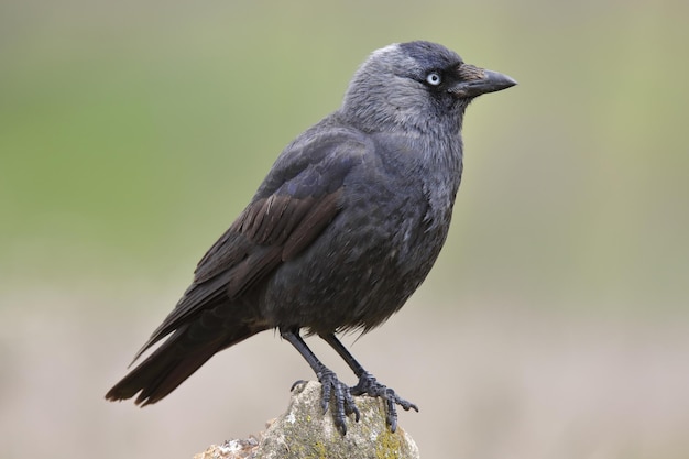 Gratis foto selectieve focusopname van een kauwvogel op een rots met een wazige achtergrond