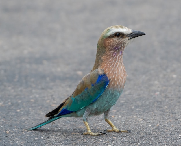 Gratis foto selectieve focusopname van een roller-vogel op de betonnen grond