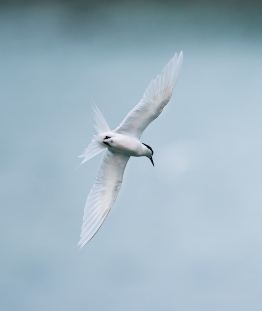 Gratis foto sternvogel die over de zee vliegt