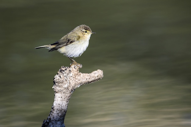 Gratis foto tjiftjaf, phylloscopus collybita