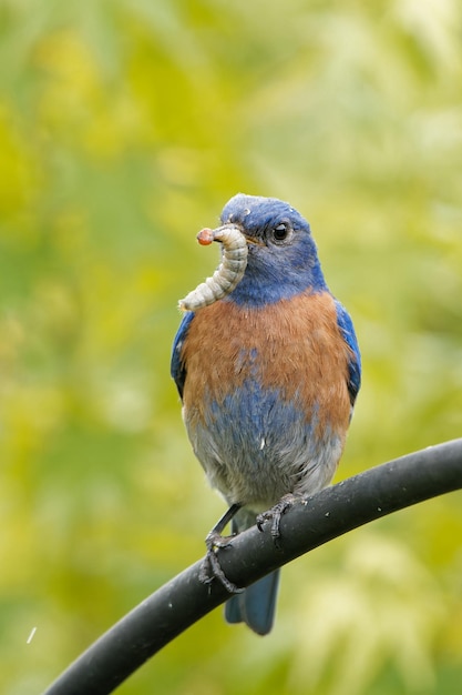 Gratis foto verticale selectieve focusopname van een west-sialia-vogel die een worm in haar mond houdt