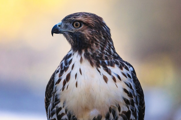 Gratis foto vogel van dichtbij