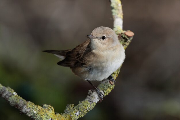 Voorjaarstrekvogel Tuinzanger Sylvia borin, Malta, middellandse zee