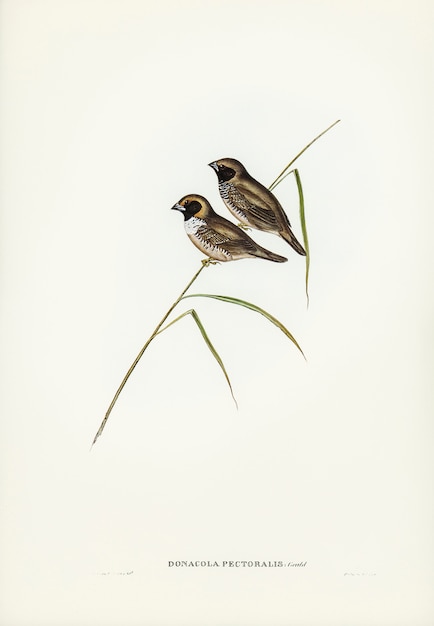 Gratis foto white-breasted finch (donacola-borstspier) geïllustreerd door elizabeth gould