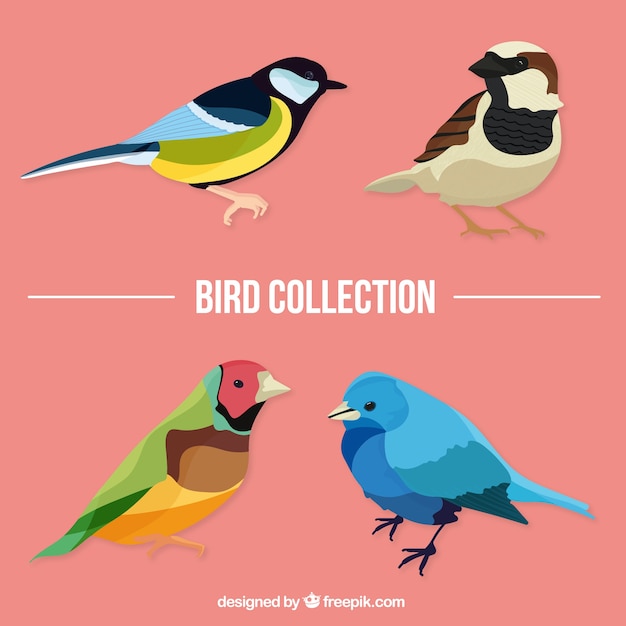 Gratis Vector realistische kleuren vogels