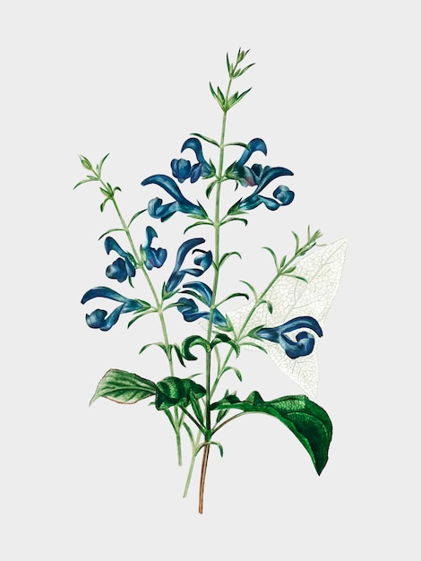 Gratis Vector salvia patens geïllustreerd door charles dessalines d&#39;orbigny (1806-1876).