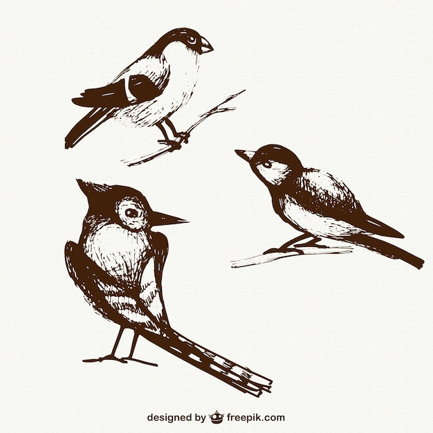 Gratis Vector schetsmatig vogels pakken