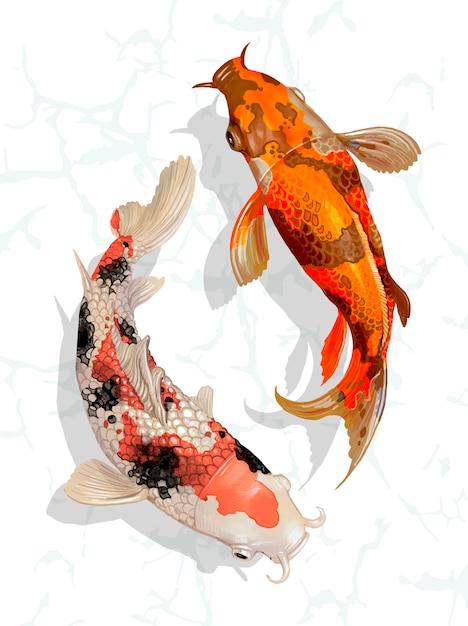 Gratis Vector twee japanse koi-vissen zwemmen