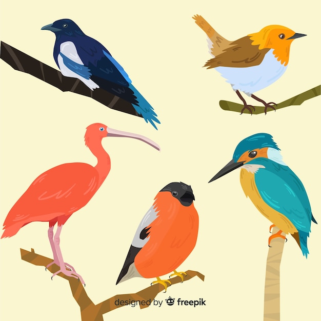 Gratis Vector verzameling van platte exotische vogels