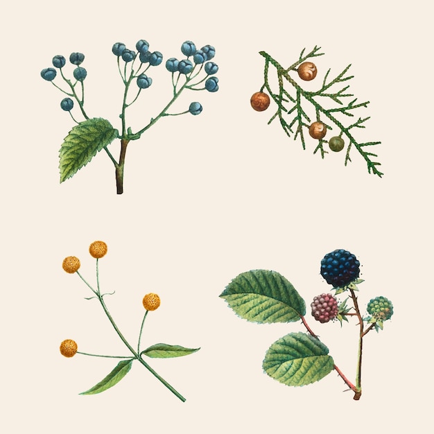 Gratis Vector vintage botanische set hand getekende illustratie