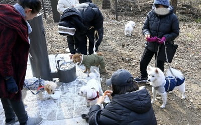 서대문구, 반려견과 함께 하는 산책길·놀이터 개장 [메트로]