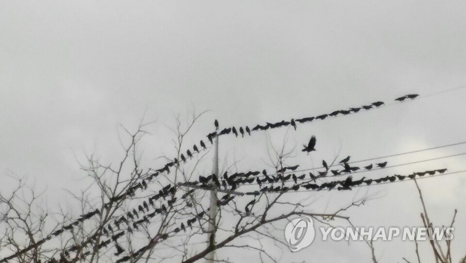 부산서 까마귀가 전봇대 변압기에 충돌…40여가구 정전