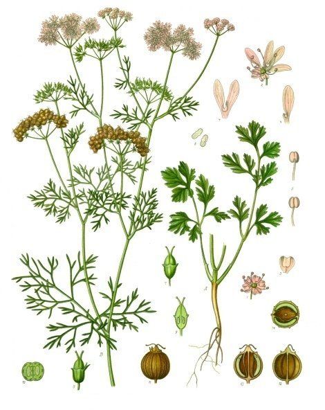 A look at all the parts of the coriander plant.