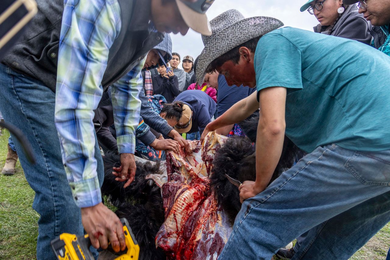 Participants collectively butcher a wild buffalo bull at Buffalo Spirit Hills Ranch on June 3.