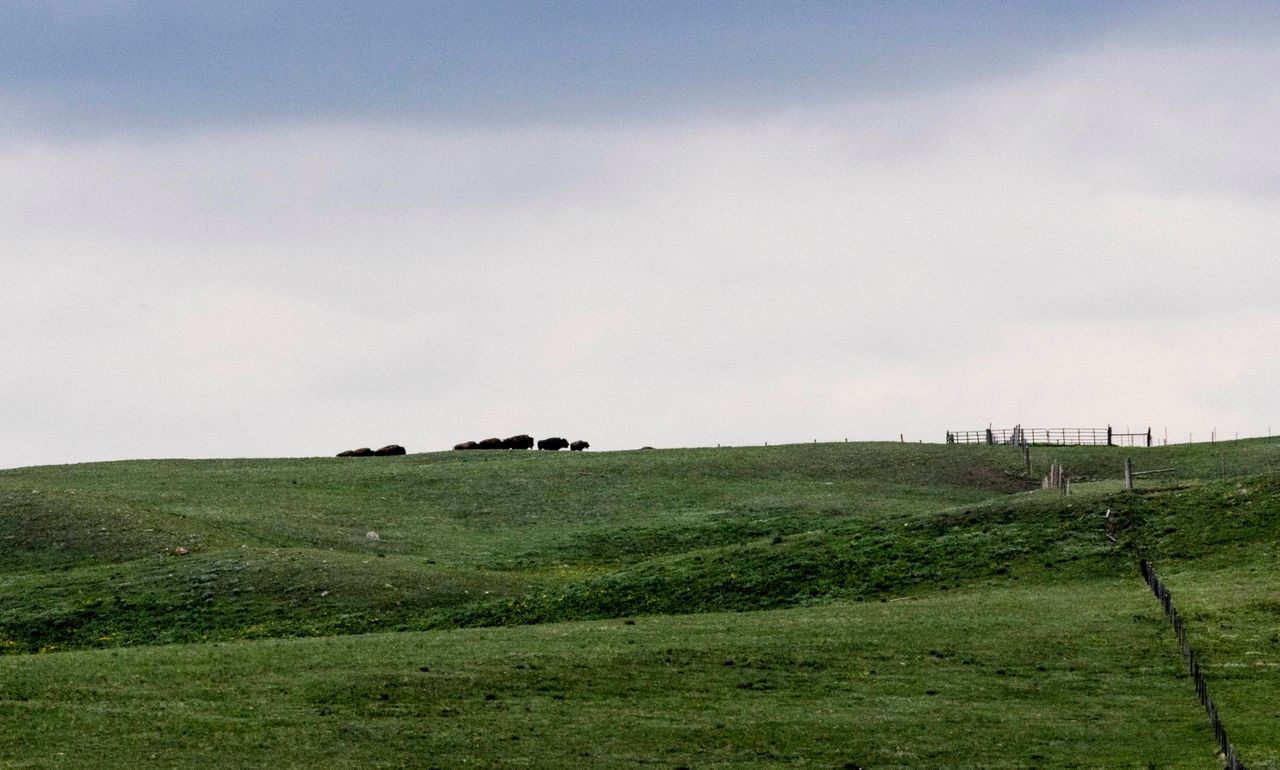 Wild buffalo graze on the Blackfeet Nation's Buffalo Spirit Hills Ranch on June 2.