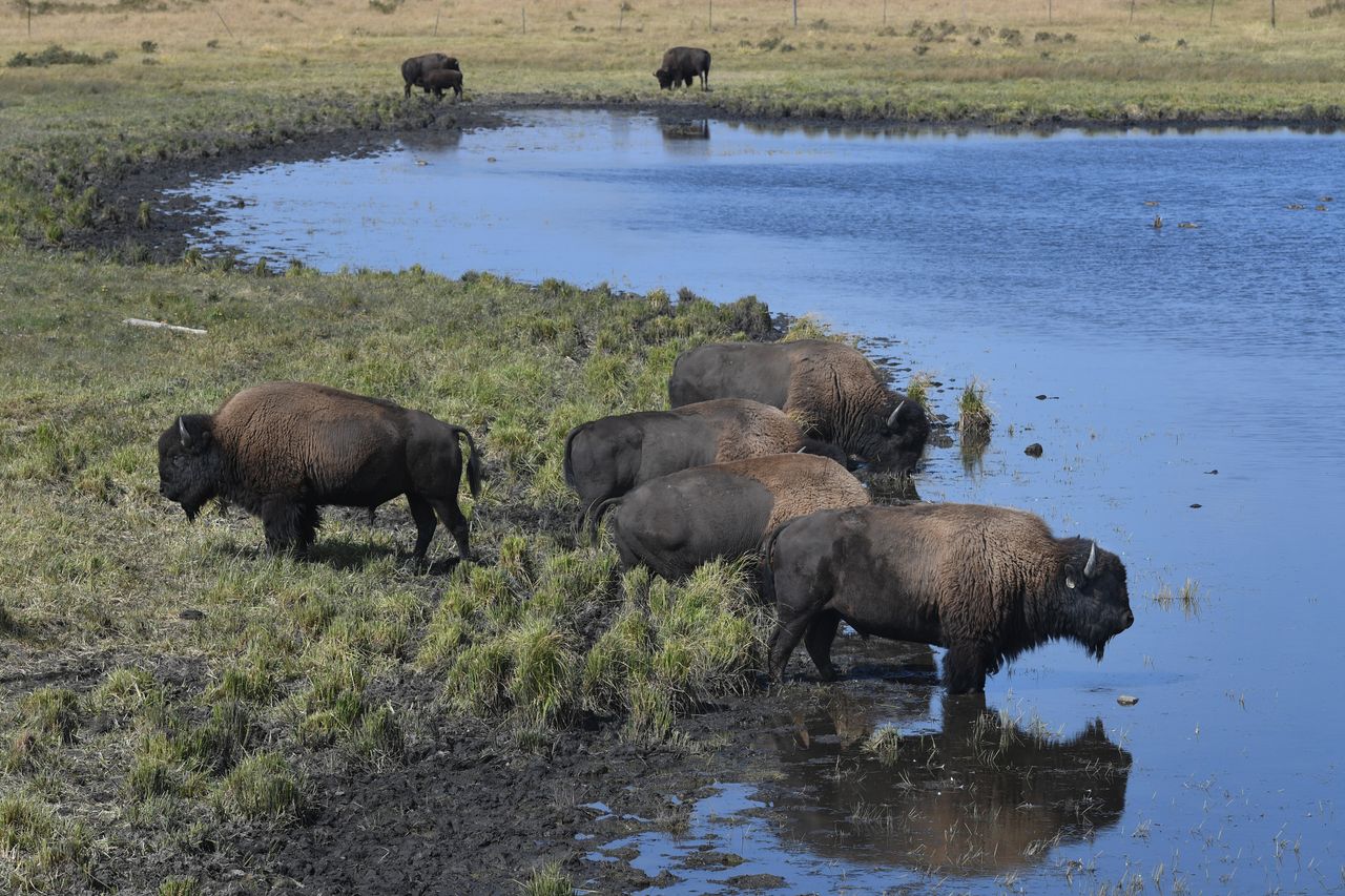 Bison owned by the Blackfeet Indian Tribe are seen on the tribe's reservation on Friday, Sept. 16, 2022, in East Glacier Park Village, Montana.