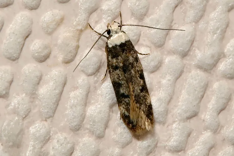 photo of White-Shouldered House Moth