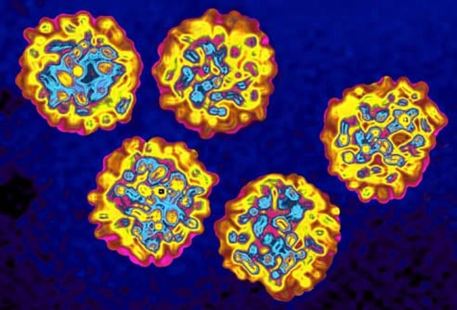 Hepatitis C: What Happens