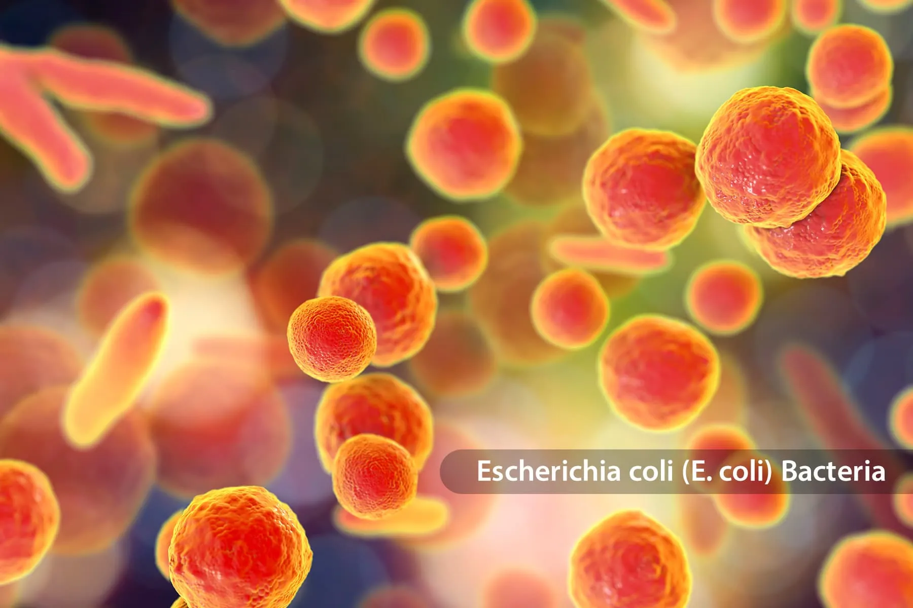 photo of e coli bacteria