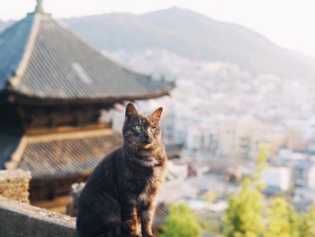 猫のまち・尾道で見つけた洋館「せとうち 湊のやど」へ【もろんのんが切り取る景色vol.12】