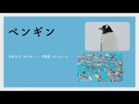 【#かわいい#楽しい#癒し水族館に行こう】ペンギン