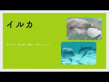 【#かわいい#楽しい#癒し水族館に行こう】イルカ