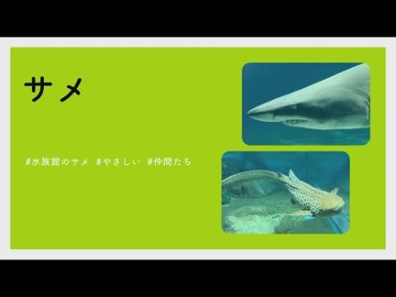 【#かわいい#楽しい#癒し水族館に行こう】サメ