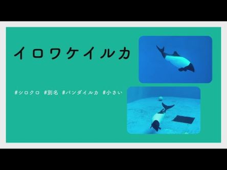 【#かわいい#楽しい#癒し水族館に行こう】イロワケイルカ